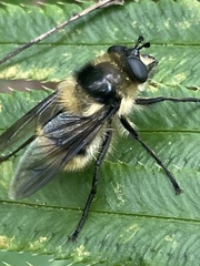 Criorhina nigripes