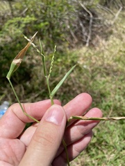Urochloa distachya