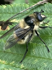 Criorhina nigripes