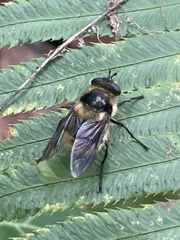 Criorhina nigripes
