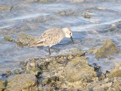 Calidris alpina