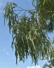 Eucalyptus coolabah