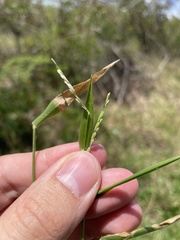 Urochloa distachya