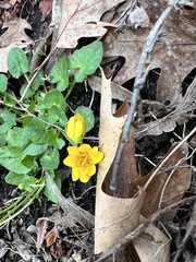 Ficaria verna