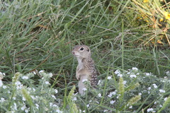 Xerospermophilus spilosoma
