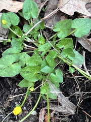 Ficaria verna