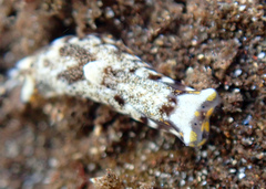 Biuve fulvipunctata