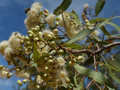 Corymbia erythrophloia