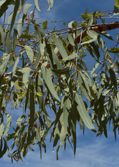 Corymbia erythrophloia