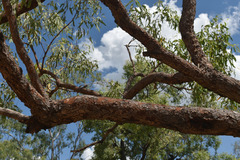 Corymbia erythrophloia