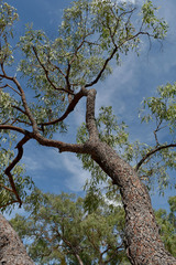 Corymbia erythrophloia