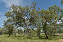 Corymbia erythrophloia