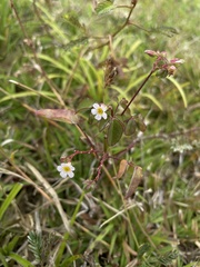 Oxalis barrelieri