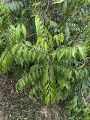 Casearia sylvestris