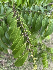 Casearia sylvestris