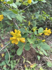 Senna bicapsularis
