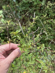 Corchorus siliquosus