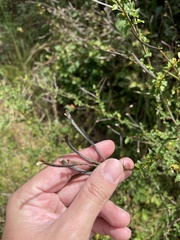 Corchorus siliquosus