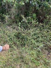 Corchorus siliquosus