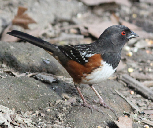 Spotted Towhee, photo 6 of 9