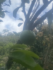 Crescentia cujete image