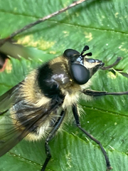 Criorhina nigripes