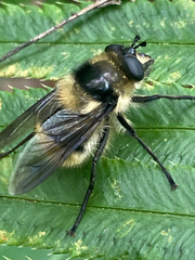 Criorhina nigripes