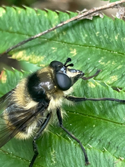 Criorhina nigripes