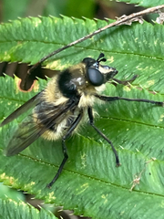 Criorhina nigripes