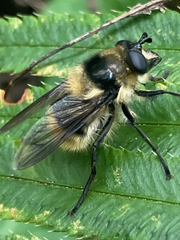 Criorhina nigripes