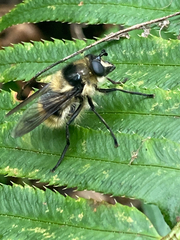 Criorhina nigripes