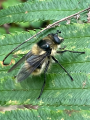 Criorhina nigripes