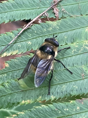 Criorhina nigripes