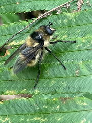 Criorhina nigripes