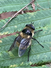 Criorhina nigripes