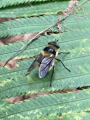 Criorhina nigripes