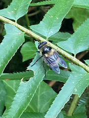 Criorhina nigripes
