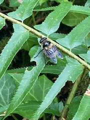 Criorhina nigripes
