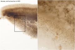 Piceomphale bulgarioides