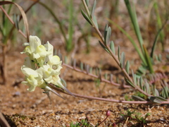 Linaria supina maritima