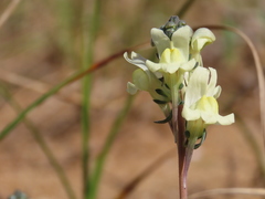 Linaria supina maritima