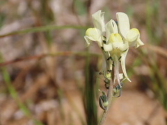 Linaria supina maritima