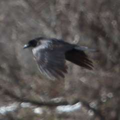 Corvus brachyrhynchos
