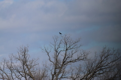 Corvus brachyrhynchos