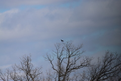 Corvus brachyrhynchos