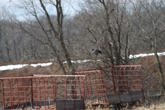 Corvus brachyrhynchos