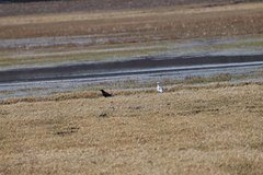 Corvus brachyrhynchos