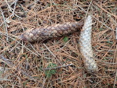 Piceomphale bulgarioides