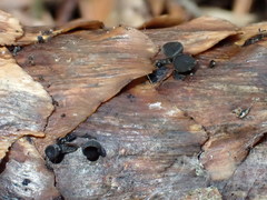 Piceomphale bulgarioides