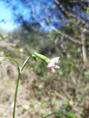 Silene longicilia